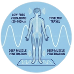 Low-Frequency Vibrations Travel Through the Body